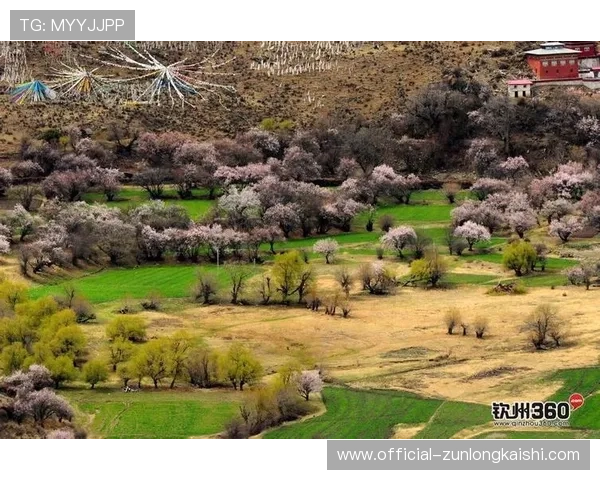 分析d8娱乐官网的用户评价，真实玩家体验分享与建议